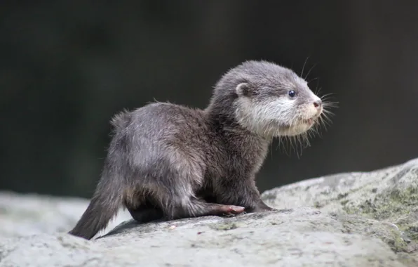 Animal, wildlife, otter