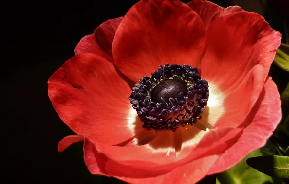 Макро, Macro, Red poppy, Красный мак