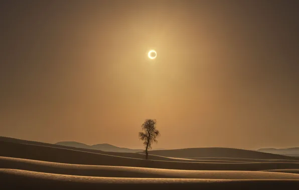 Солнце, дерево, пустыня, затмение, desert, eclipse, tree, sun