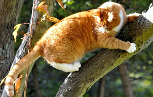 Картинка кошка, кот, дерево, рыжий, ствол