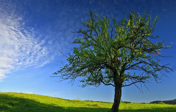 Картинка небо, дерево, весна