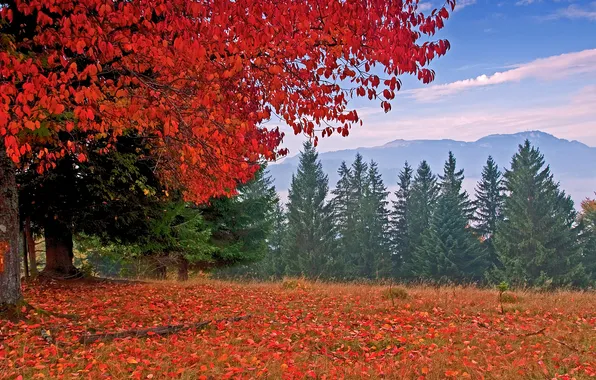 Картинка осень, горы, природа, дерево
