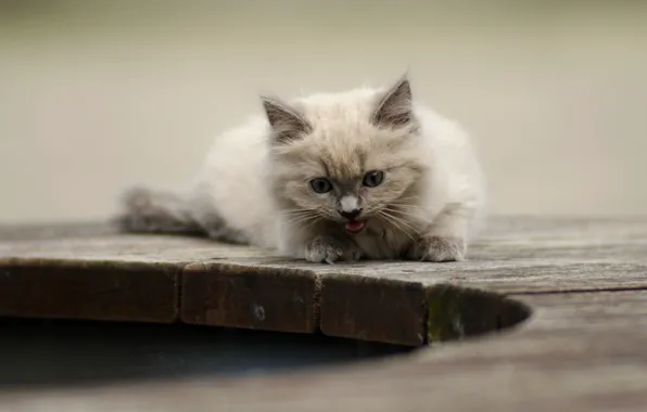 Котенок, фон, милый, мяукает