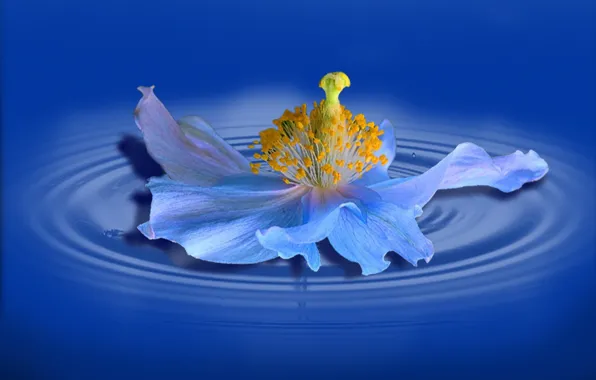 Flower, lake, macro, poppy, reflection in water