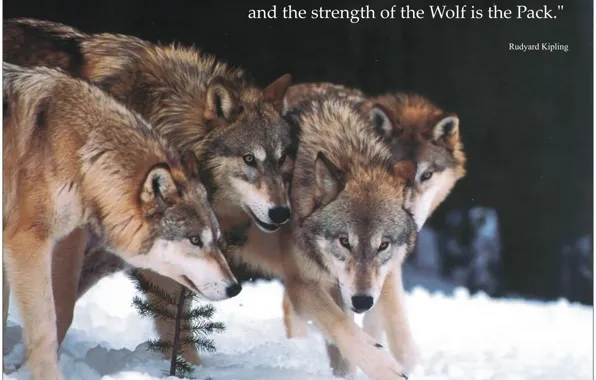 Картинка nature, predator, face, animal, wolf, wildlife, portrait, quote