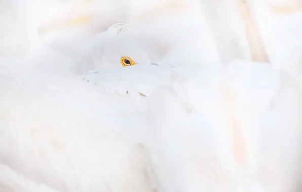 White, eye, wildlife, pelican, curled up