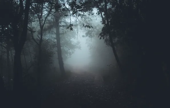 Картинка дорога, лес, деревья, природа, туман