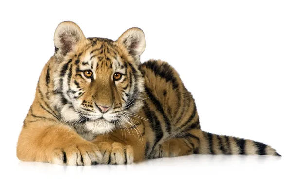 Картинка тигр, хищник, белый фон, тигрёнок