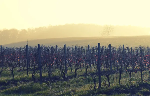 Wine, morning, fog, sunrise, dawn, vineyard