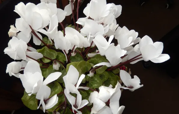 Белый, White, Цикламен, Альпи́йская фиа́лка, роскошный букет, Cyclamen