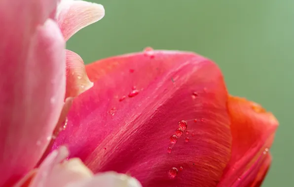 Картинка макро, природа, тюльпаны, розовые, бутоны
