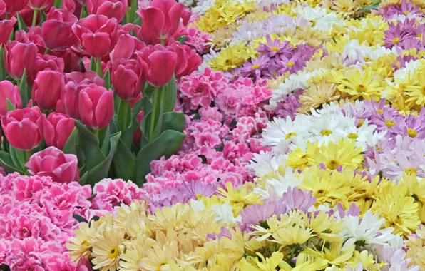 Цветы, весна, тюльпаны, розовые, много, хризантема