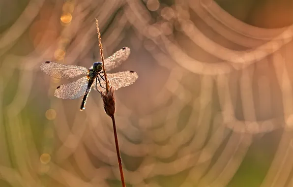 Wings, dragonfly, insect