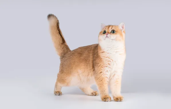 Кошка, кот, взгляд, поза, котенок, лапы, рыжий, мордочка
