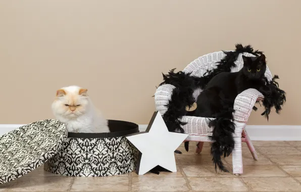 Кошка, белый, кот, стена, коробка, звезда, кресло, шарф
