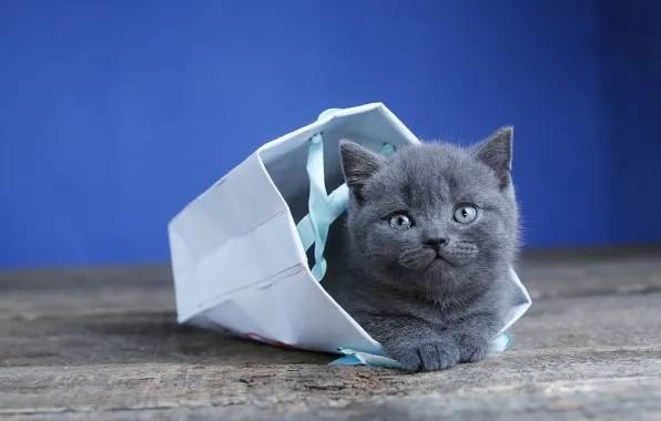 Фон, пакет, сумочка, котёнок, британский