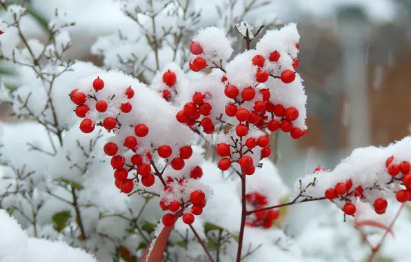 Снег, ветки, ягоды, куст