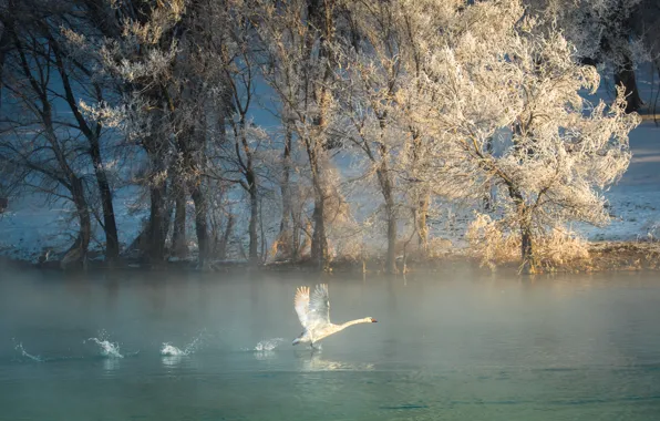 Картинка зима, иней, деревья, река, птица, лебедь
