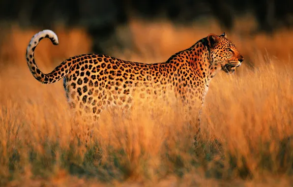 Картинка закат, Леопард, саванна, Африка