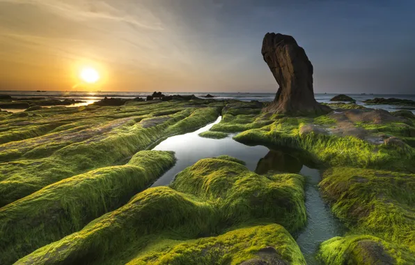 Море, зелень, небо, солнце, водоросли, пейзаж, закат, природа