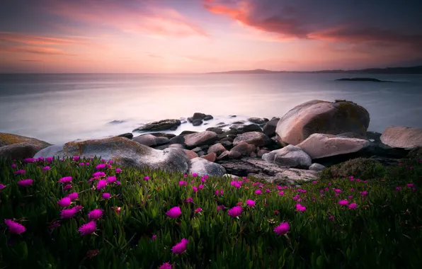 Картинка море, цветы, природа, камни, океан, вечер, утро