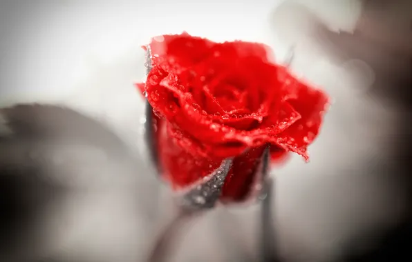 Картинка капли, роза, красная