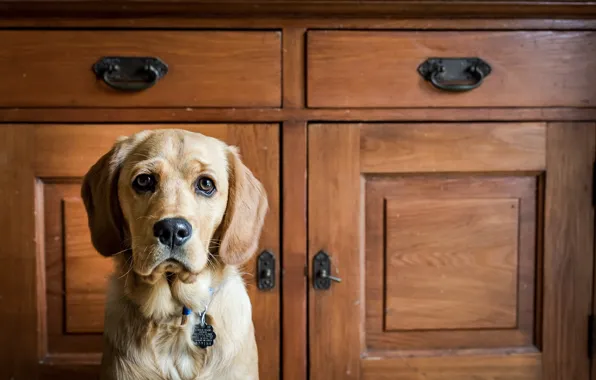 Взгляд, дома, собака