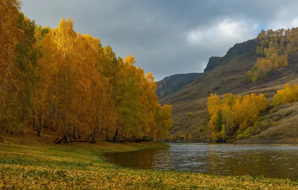 Картинка осень, деревья, пейзаж, горы, природа, холмы, склон, берёзы