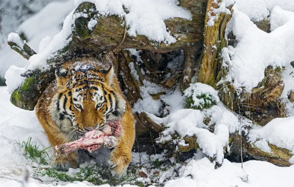 Картинка зима, снег, хищник, кость, большая кошка, амурский тигр