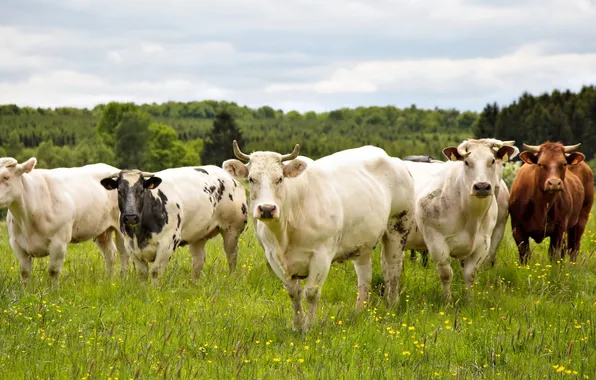 Картинка поле, лето, коровы