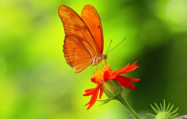 Картинка цветок, бабочка, растение, крылья, лепестки, насекомое
