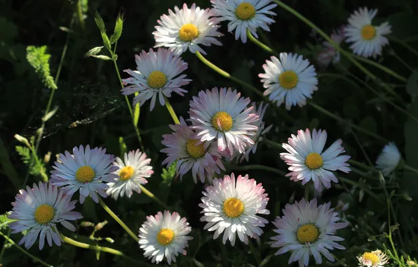 Flower, daisy, blooming