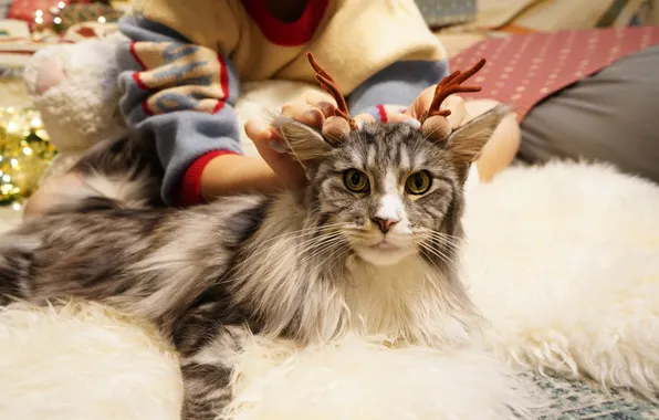 Кошка, кот, взгляд, поза, серый, олень, Рождество, Новый год