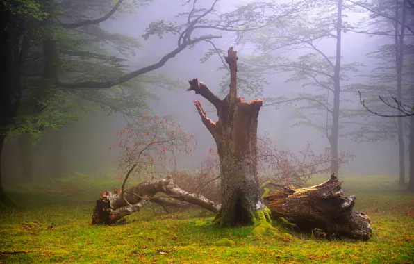 Картинка лес, лето, природа, туман, Великобритания, дымка, Август, Oskar Zapirain