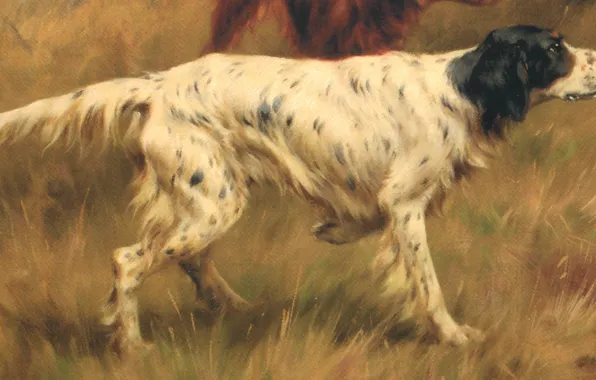 Картинка трава, собака, Thomas Blinks, Setters