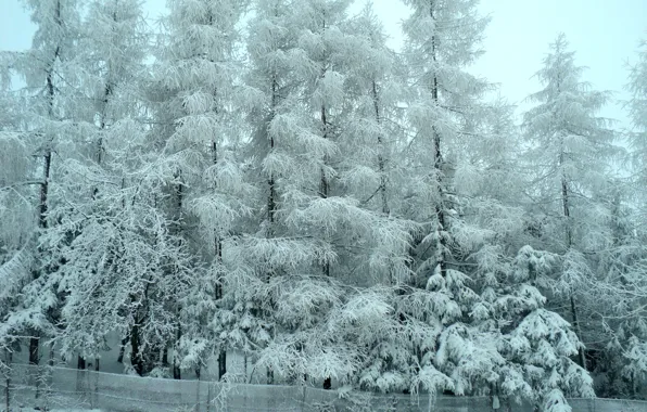 Картинка зима, лес, снег, деревья, мороз, forest, Winter, trees
