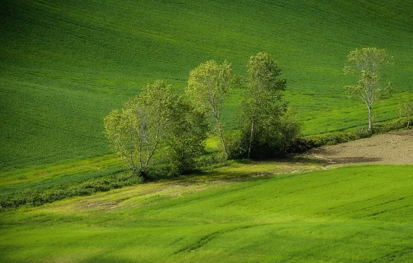 Картинка зелень, поле, деревья, весна, склон, всходы, холм