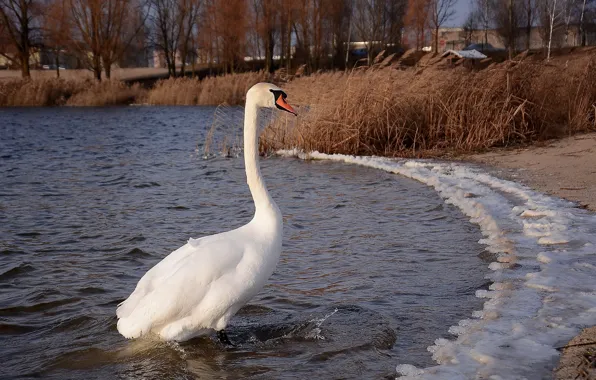 Взгляд, озеро, лебедь, шея
