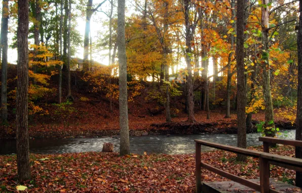 Картинка осень, лес, вода, деревья, листва, Природа, forest, мостик