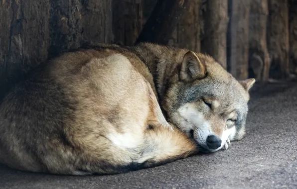 Забор, волк, сон, спит, лежит