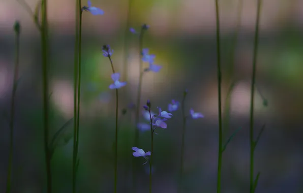 Трава, цветы, синие, розмытость