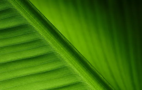 Картинка green, lines, leaf