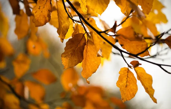 Осень, листья, природа