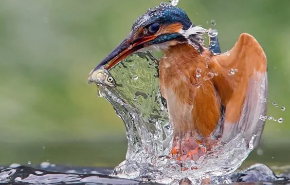 Картинка Lotus, bird, animal, wildlife, Kingfisher