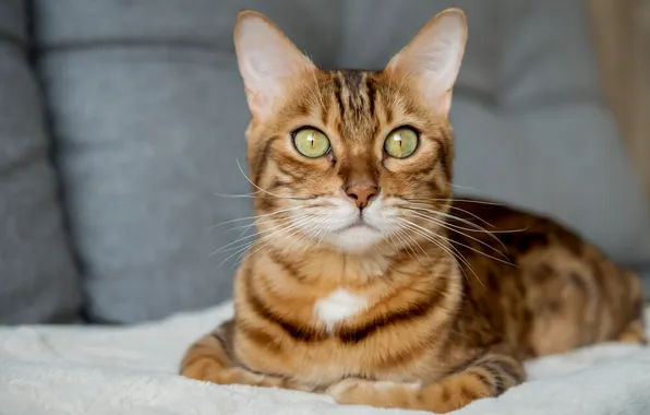 Кошка, кот, взгляд, поза, мордашка