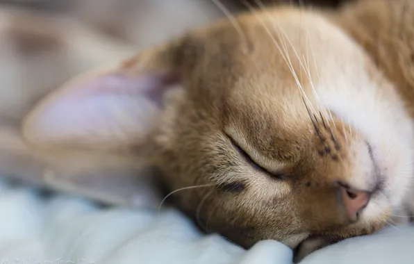 Картинка кот, макро, животное, отдых, спит