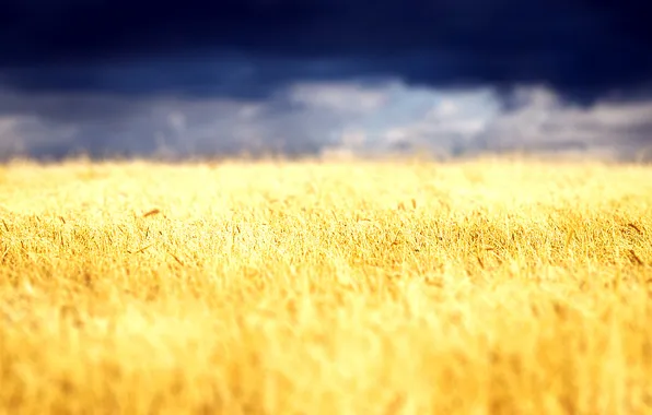 Картинка пшеница, поле, небо, облака, пейзаж, природа, растение, колоски