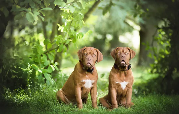 Картинка природа, пара, две собаки, бордоский дог
