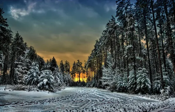 Картинка зима, лес, облака, снег, деревья, закат, следы, Канада