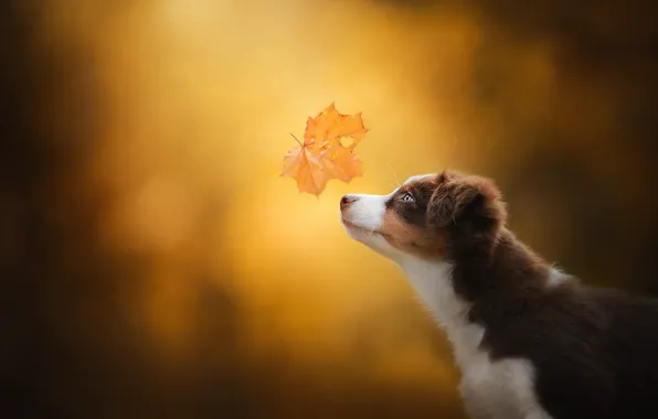 Картинка осень, фон, собака, щенок, профиль, мордашка, кленовый лист, боке